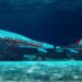 Underwater eco-friendly theme park launch in Bahrain